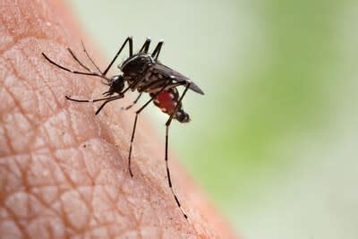Los Angeles the 'top mosquito city' in the U.S., according to Orkin